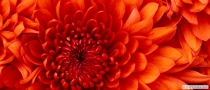 Chrysanthemum